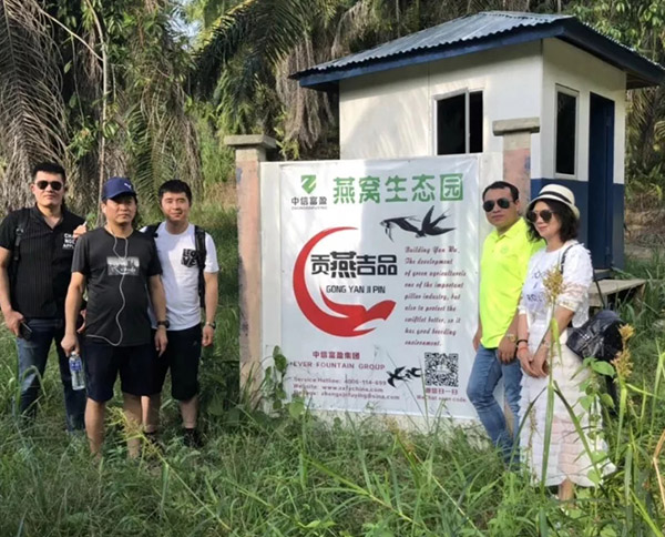 ?海外投資燕屋是啥？為何馬來西亞燕窩更受中國人的鐘愛？